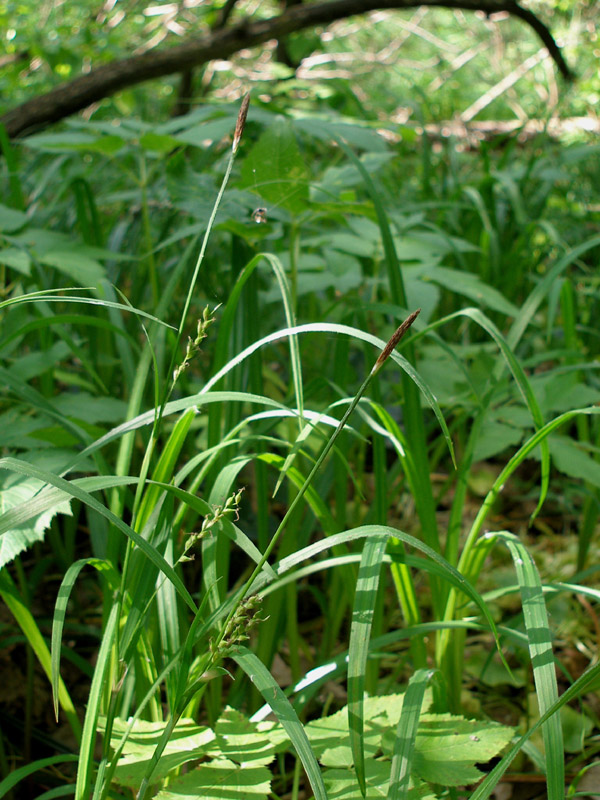 Изображение особи Carex pilosa.