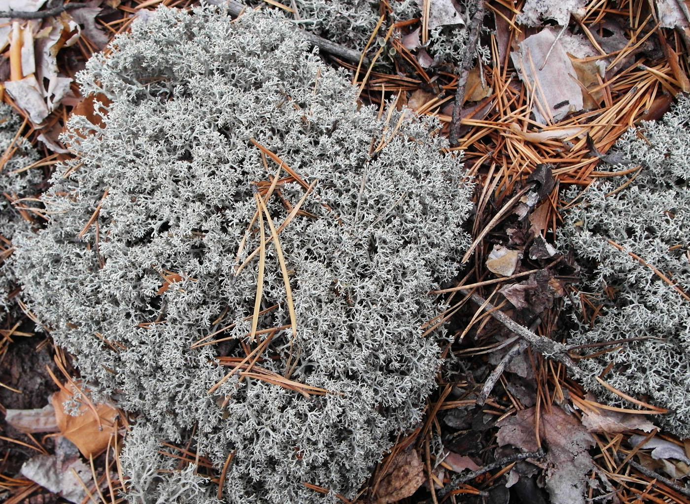 Image of Cladonia arbuscula specimen.