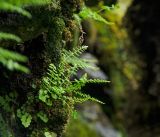 Woodsia heterophylla