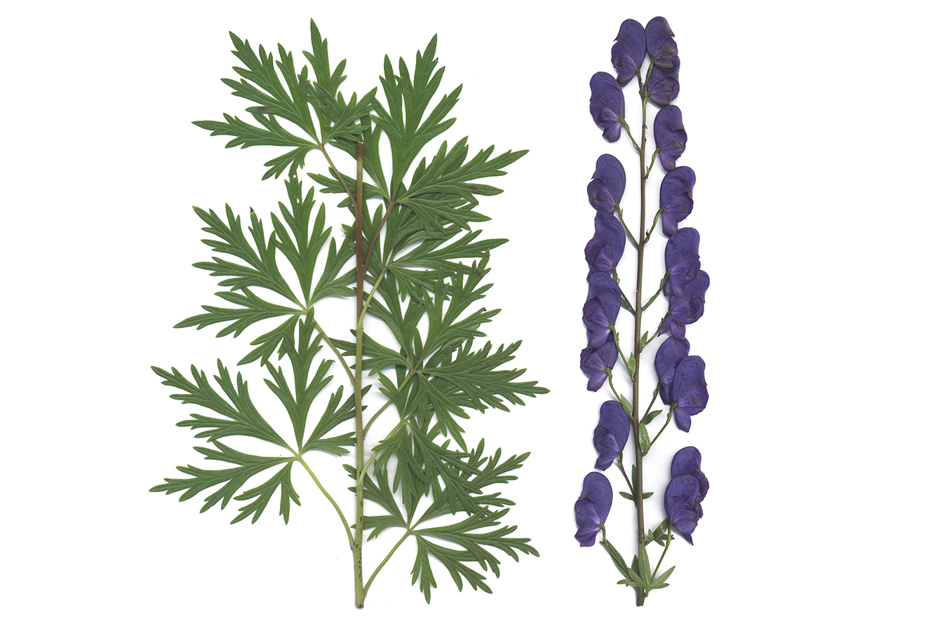 Изображение особи род Aconitum.