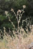 Carduus pycnocephalus. Цветущее и плодоносящее растение. Крым, Южный берег, г. Кошка. 12.06.2022.