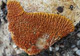 Image of taxon representative. Author is Игорь Евдокимов