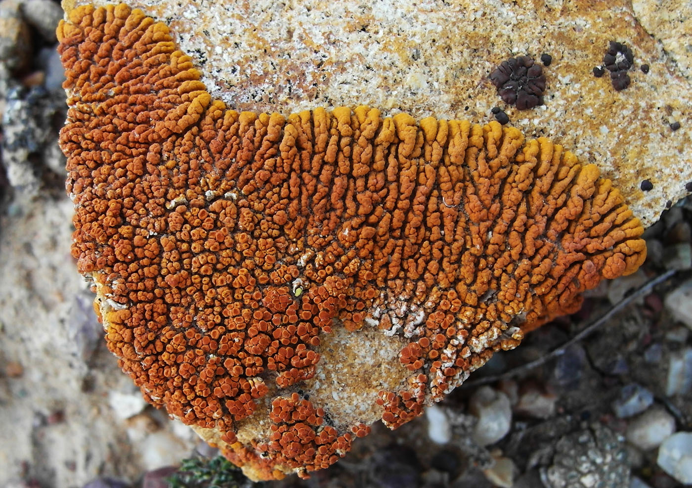 Image of Caloplaca trachyphylla specimen.