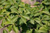 Sorbus alnifolia. Верхушка ветви. Приморье, окр. г. Находка, гора Памятник, скальный массив Замок, каменистый склон, у подножия скалы. 29.07.2021.