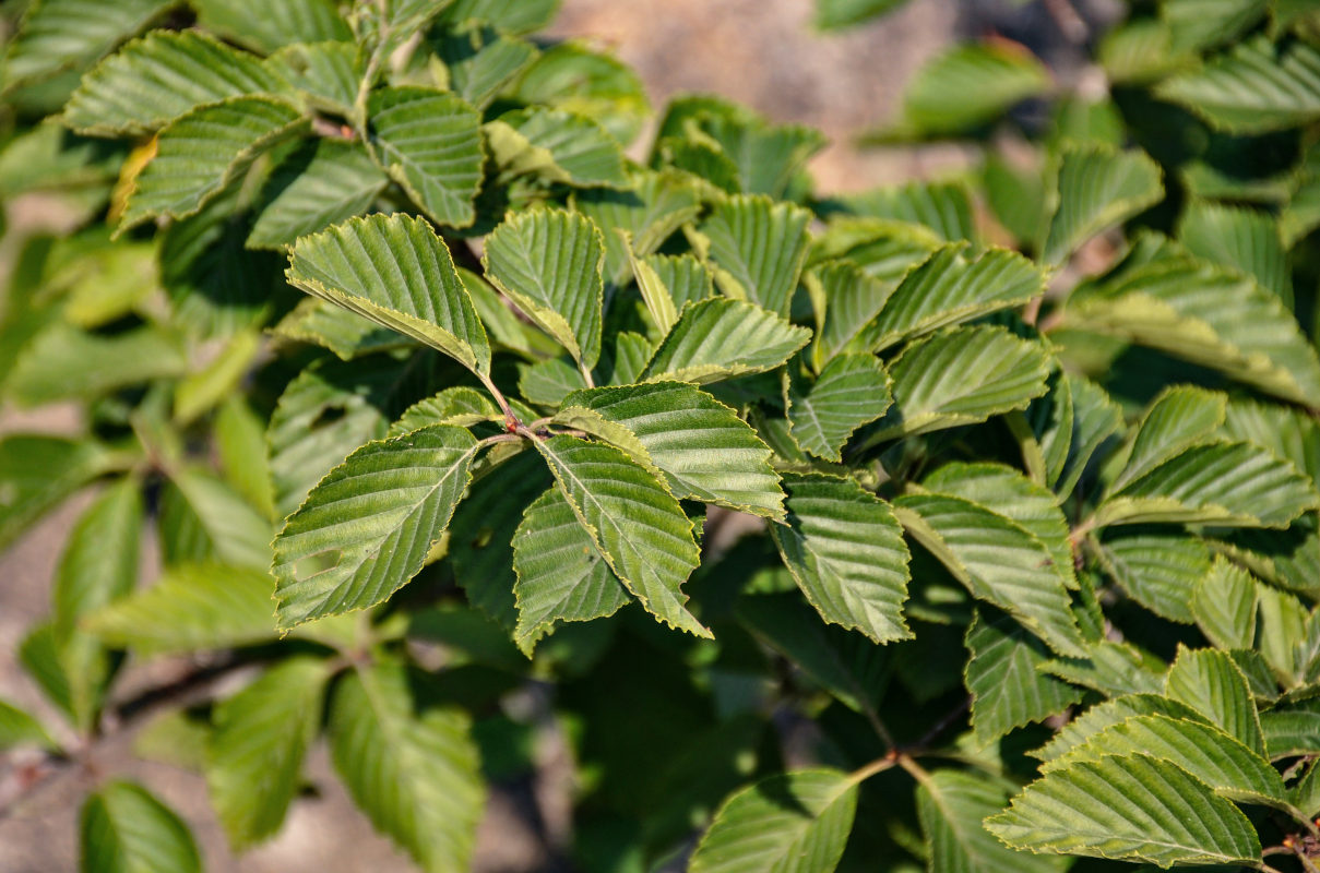 Image of Sorbus alnifolia specimen.