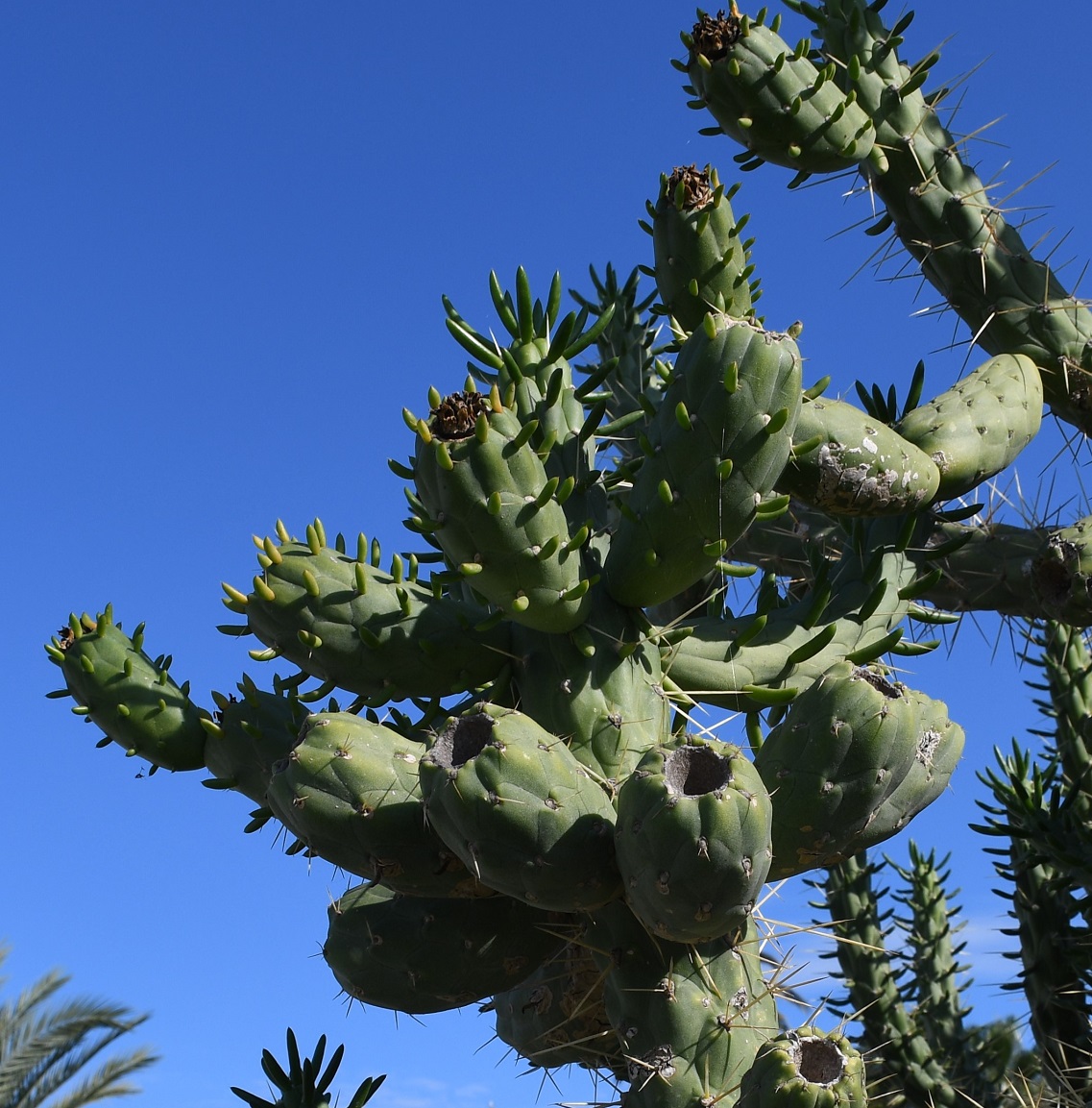 Image of genus Austrocylindropuntia specimen.