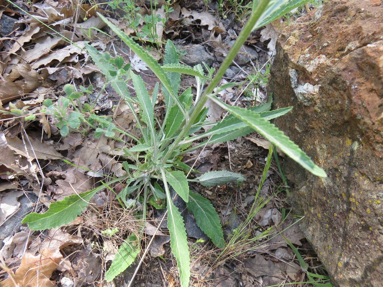 Изображение особи Verbascum humile.