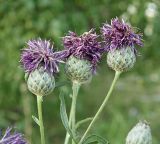 Centaurea apiculata