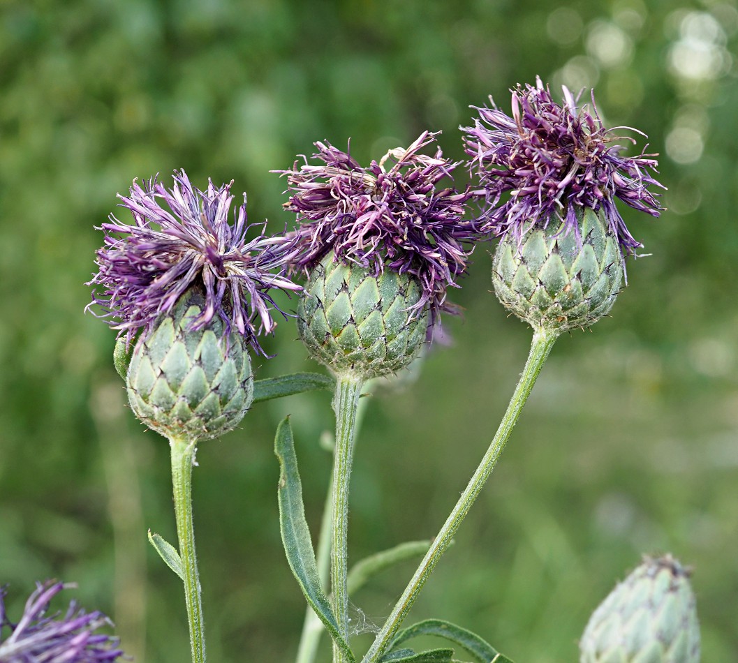 Image of Centaurea apiculata specimen.