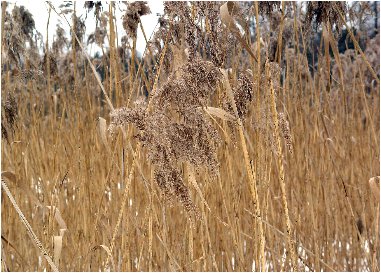 Изображение особи Phragmites australis.