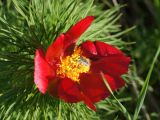 Paeonia tenuifolia. Верхушка побега с цветком, посещаемым жуком Tropinota hirta. ДНР, Донецк, балка Бирючья, правый склон, степь. 08.05.2021.