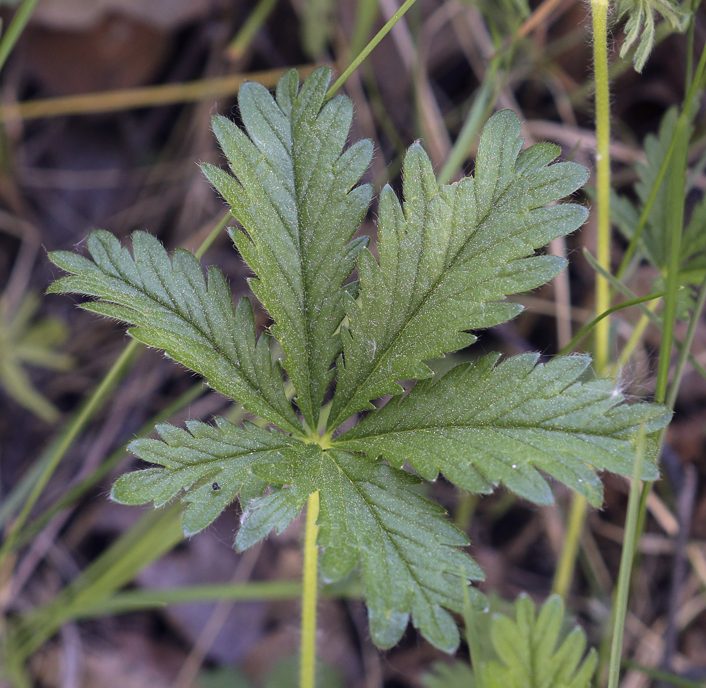 Изображение особи Potentilla thuringiaca.