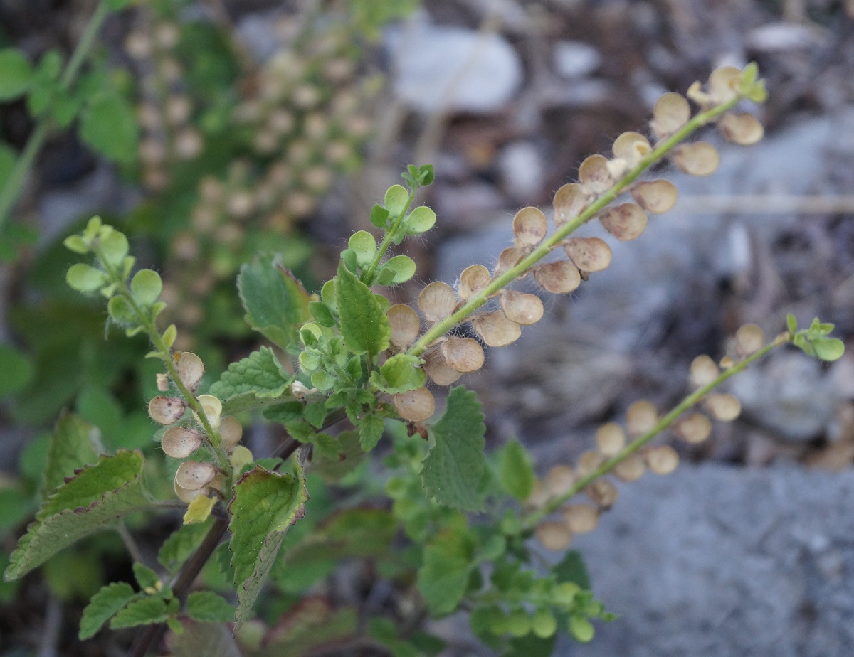 Image of Scutellaria albida specimen.