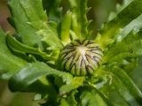 Leucanthemum ircutianum