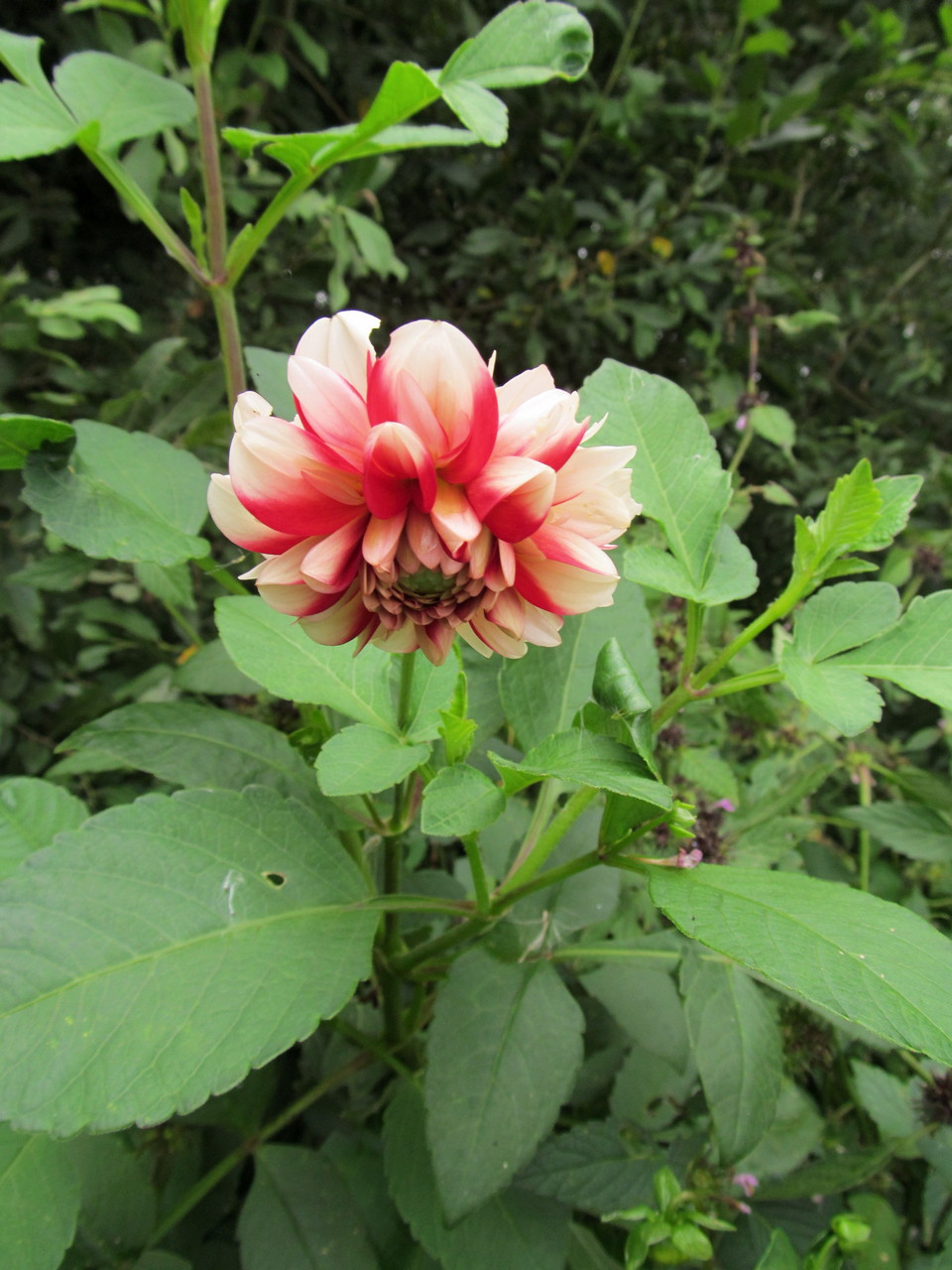 Image of Dahlia &times; cultorum specimen.