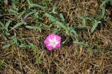 Convolvulus chinensis. Часть побега с цветком. Хакасия, Абакан, пустырь. 21.07.2018.