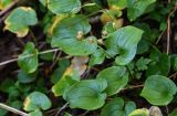 Maianthemum dilatatum