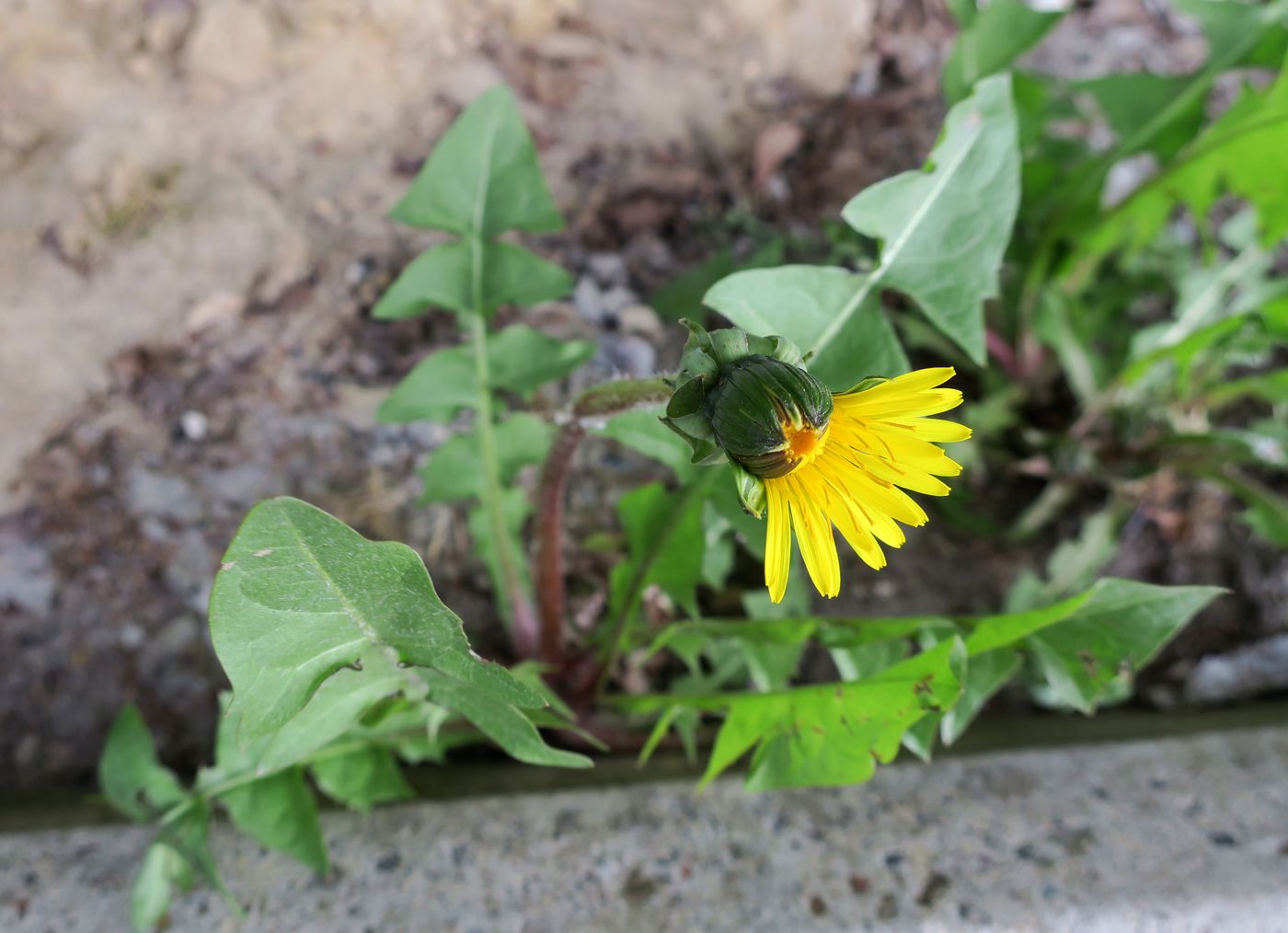 Изображение особи Taraxacum officinale.