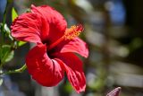 Hibiscus rosa-sinensis. Цветок. Египет, мухафаза Эль-Гиза, оазис Бахария, в культуре. 30.04.2023.