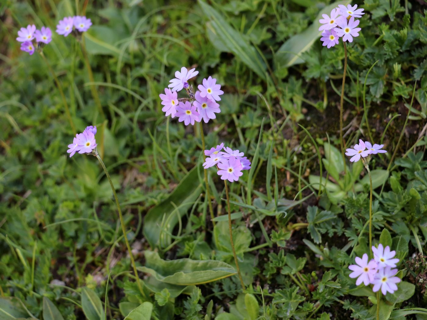 Image of Primula algida specimen.