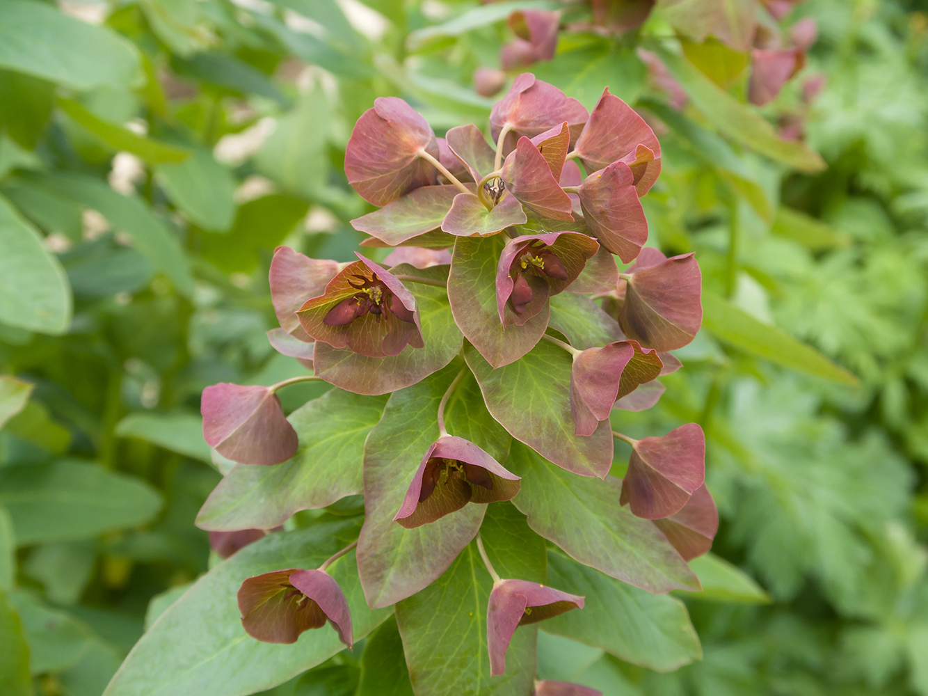 Изображение особи Euphorbia macroceras.