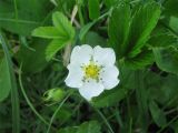 Fragaria viridis. Цветок и листья. Ярославская обл., Угличский р-н, дер. Сверчково, берег р. Корожечна. 28.05.2009.
