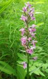 Dactylorhiza sibirica