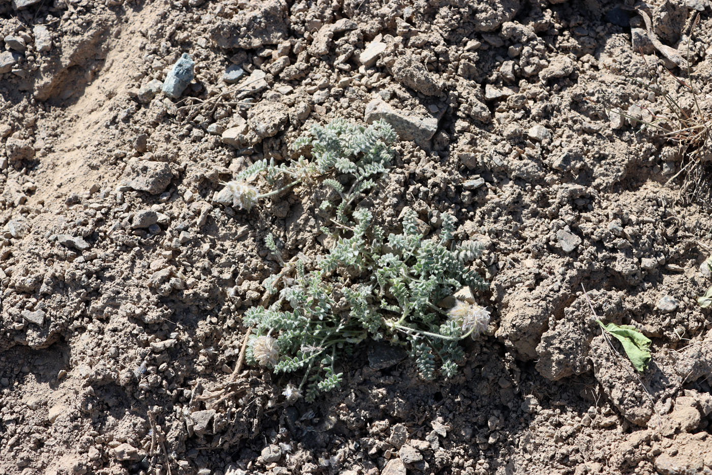 Image of Oxytropis terekensis specimen.