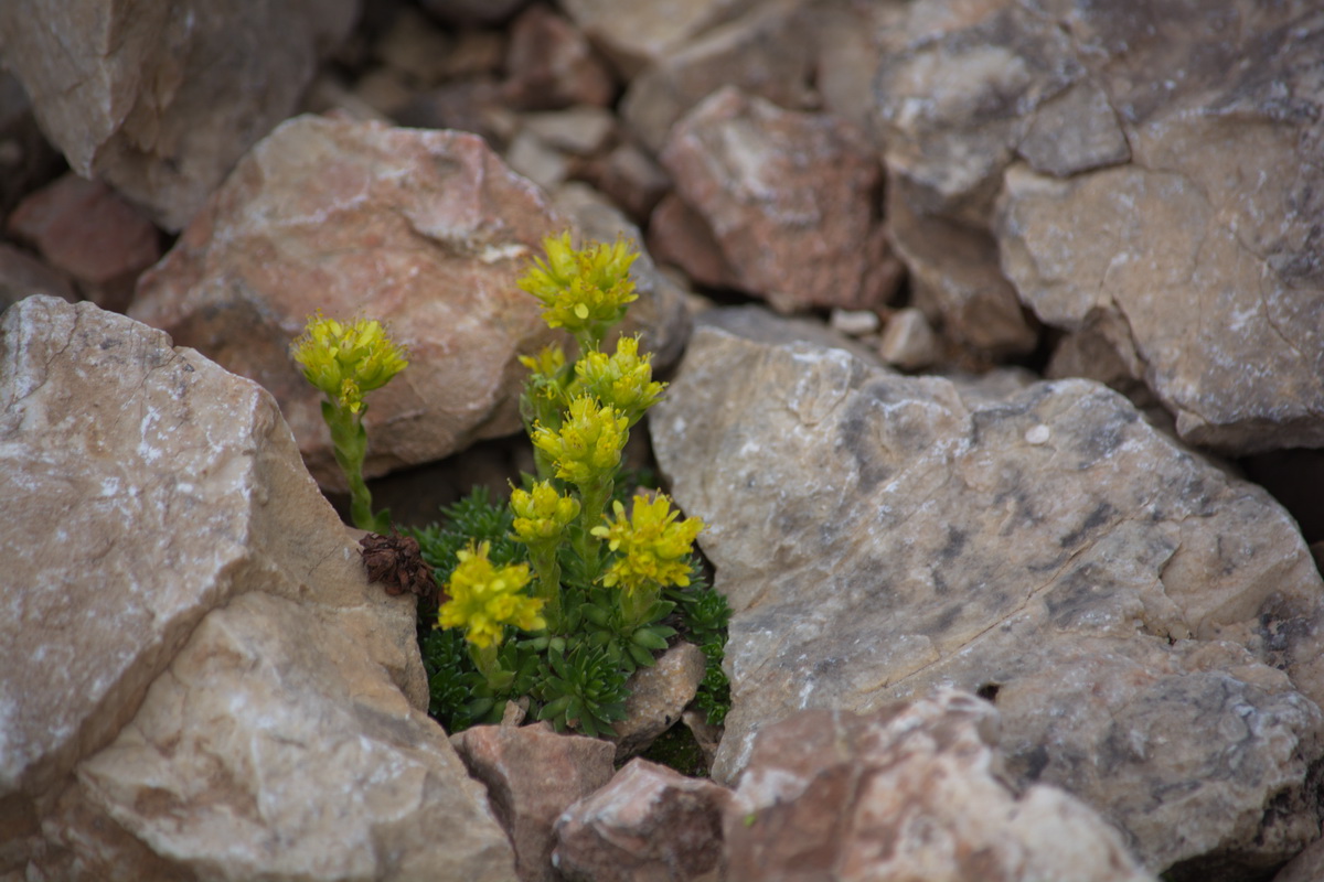 Image of genus Saxifraga specimen.