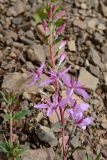 Chamaenerion colchicum