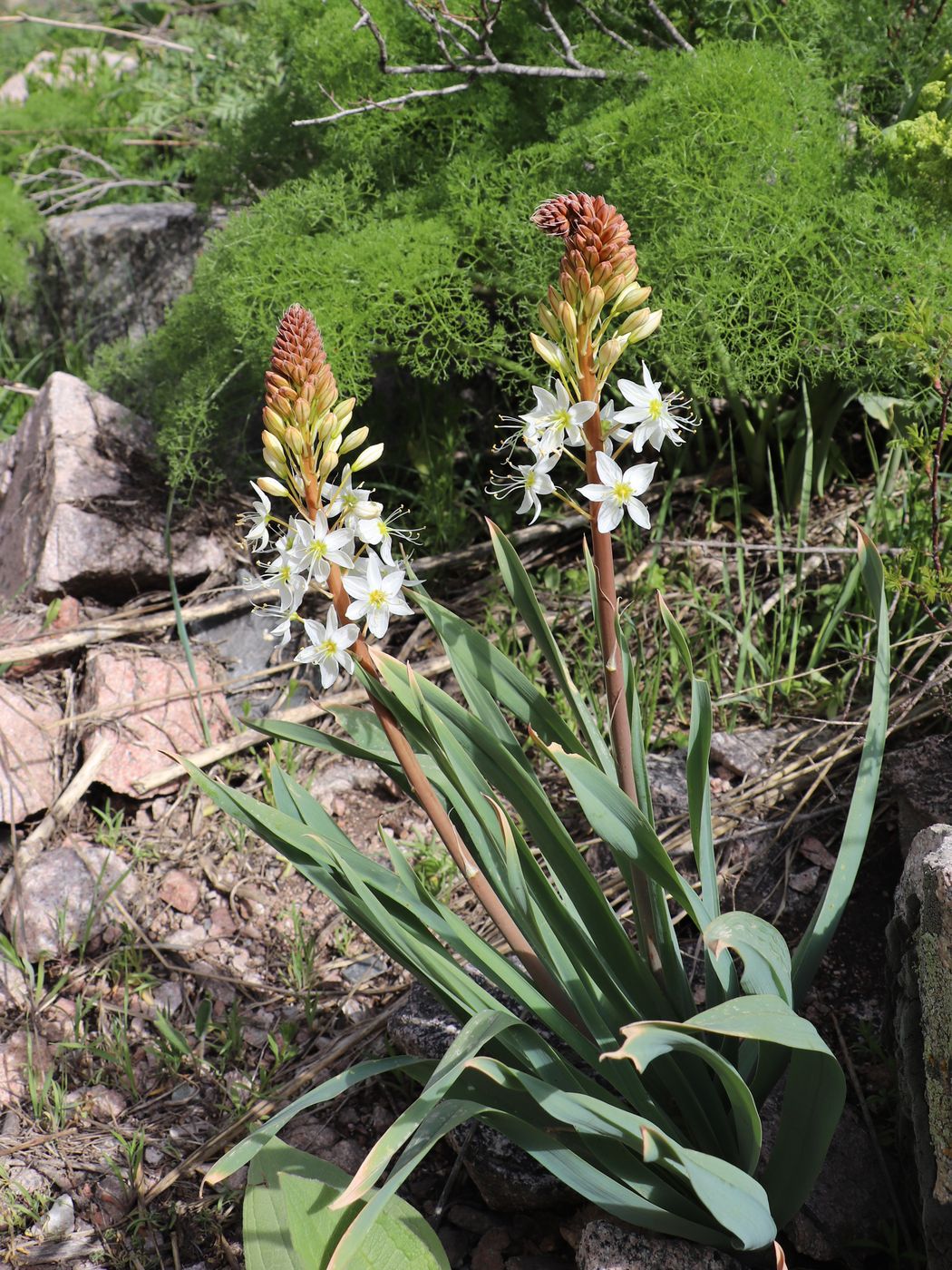 Изображение особи Eremurus lactiflorus.