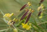 Lathyrus pratensis. Соплодие и верхушка побега с завязывающимися плодами. Кабардино-Балкария, Эльбрусский р-н, долина р. Терскол, ≈ 2500 м н.у.м., каменистый субальпийский склон. 24.08.2023.