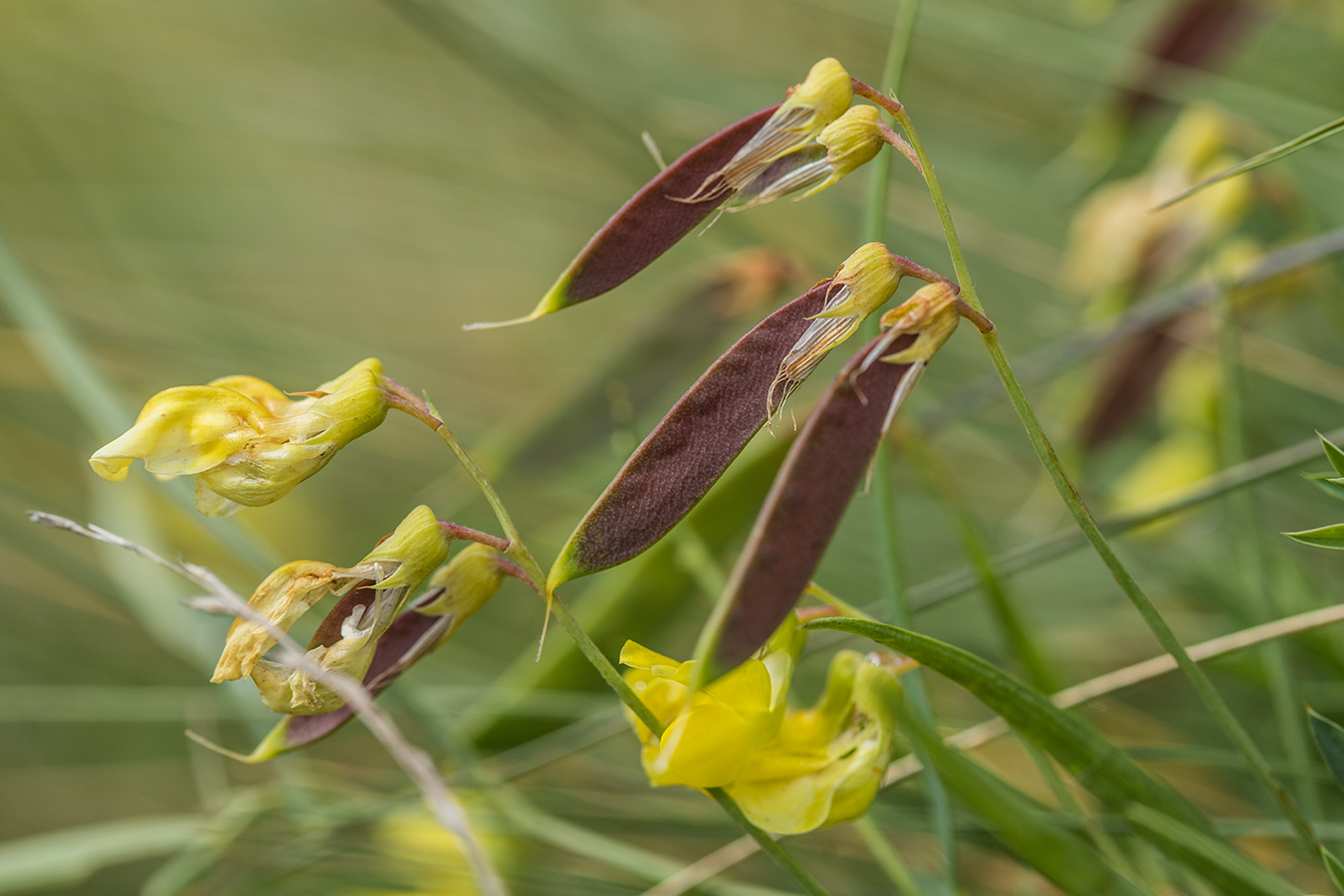 Изображение особи Lathyrus pratensis.