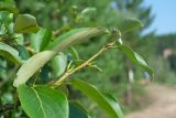 Populus suaveolens