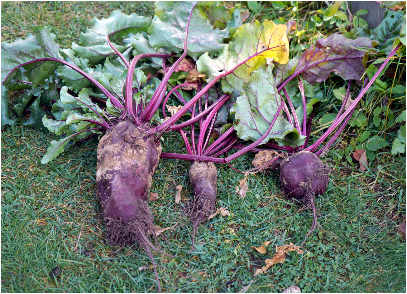 Image of Beta vulgaris specimen.