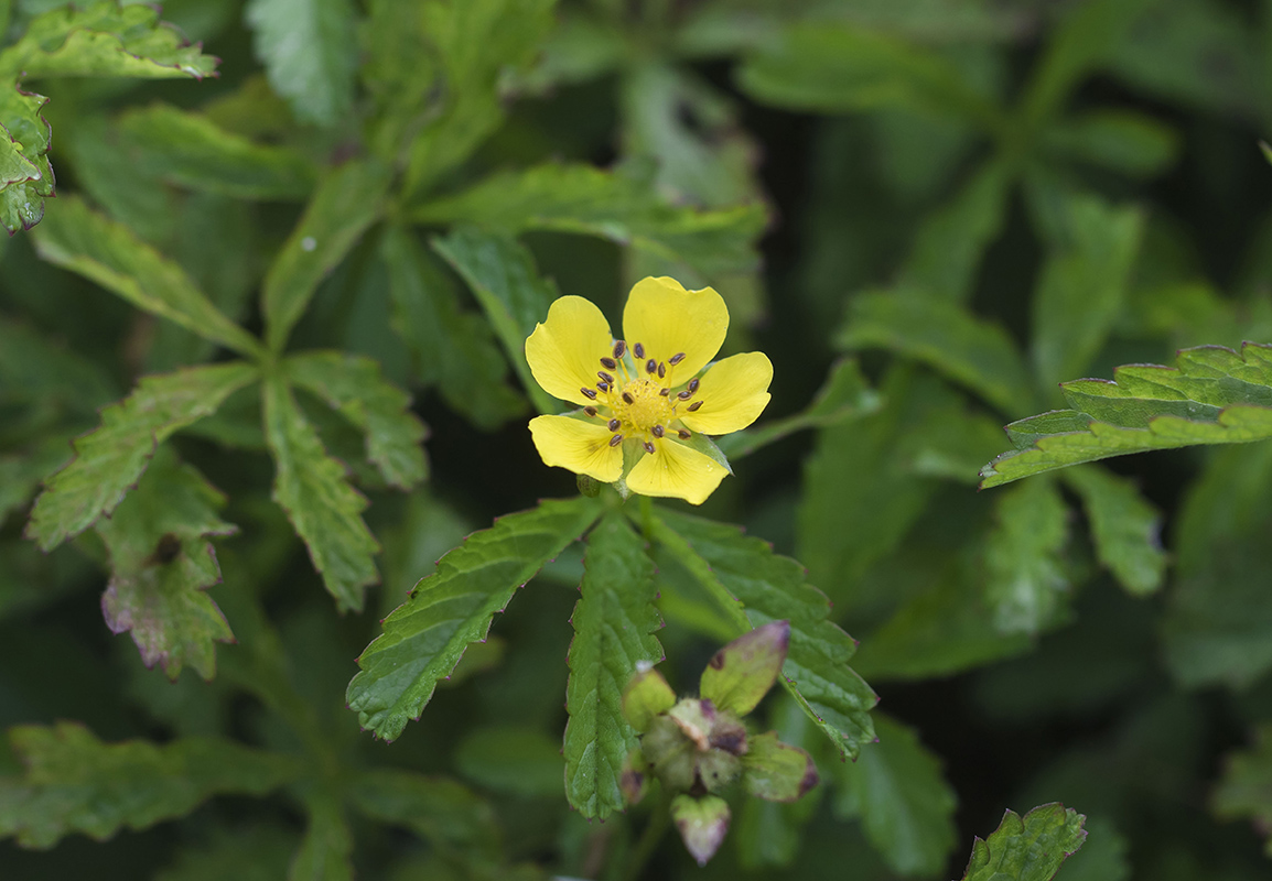 Image of Potentilla reptans specimen.