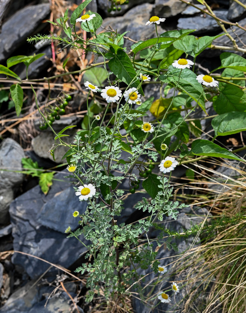 Изображение особи Pyrethrum glanduliferum.