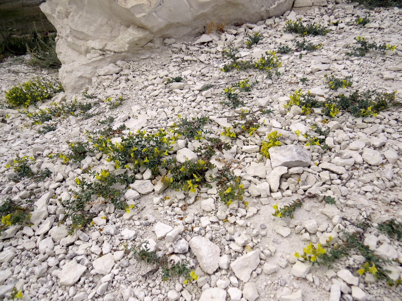 Изображение особи Linaria cretacea.