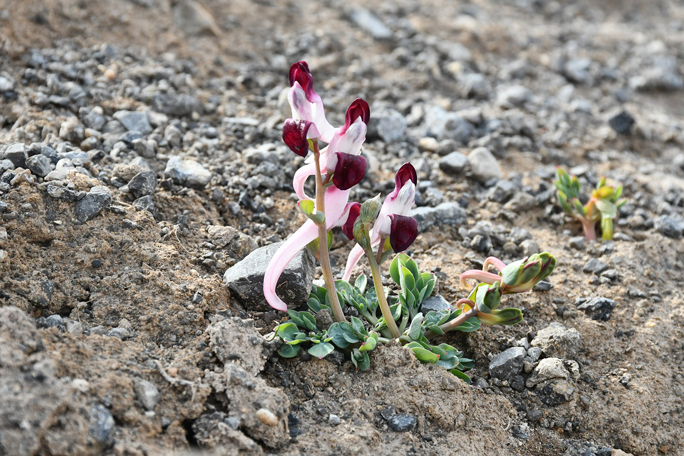 Image of Corydalis popovii specimen.