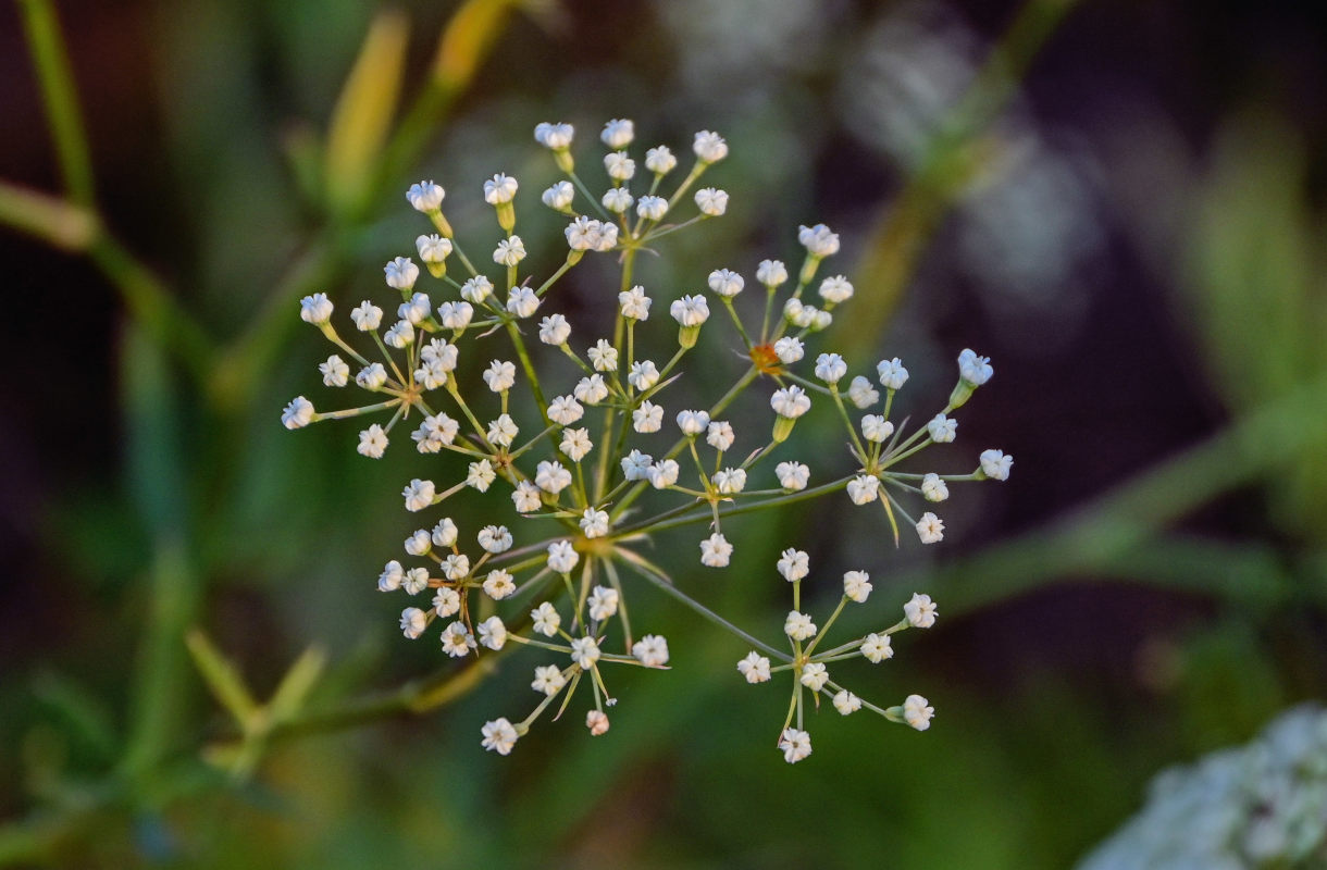 Изображение особи Falcaria vulgaris.