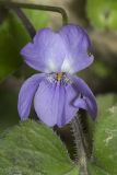 Viola dehnhardtii