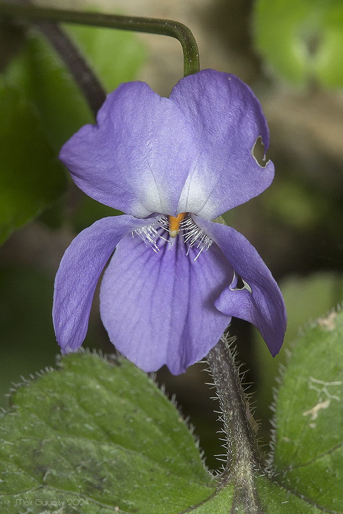 Image of Viola dehnhardtii specimen.