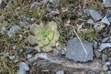 Rosularia glabra