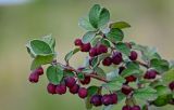 Cotoneaster melanocarpus