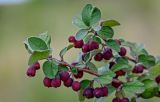 Cotoneaster melanocarpus