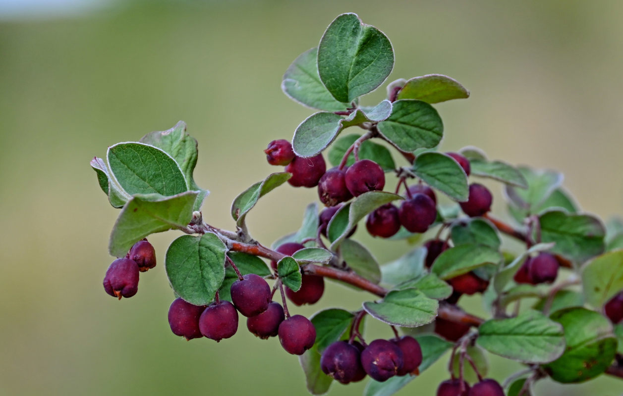 Image of Cotoneaster melanocarpus specimen.
