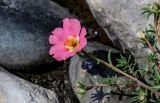 Portulaca grandiflora