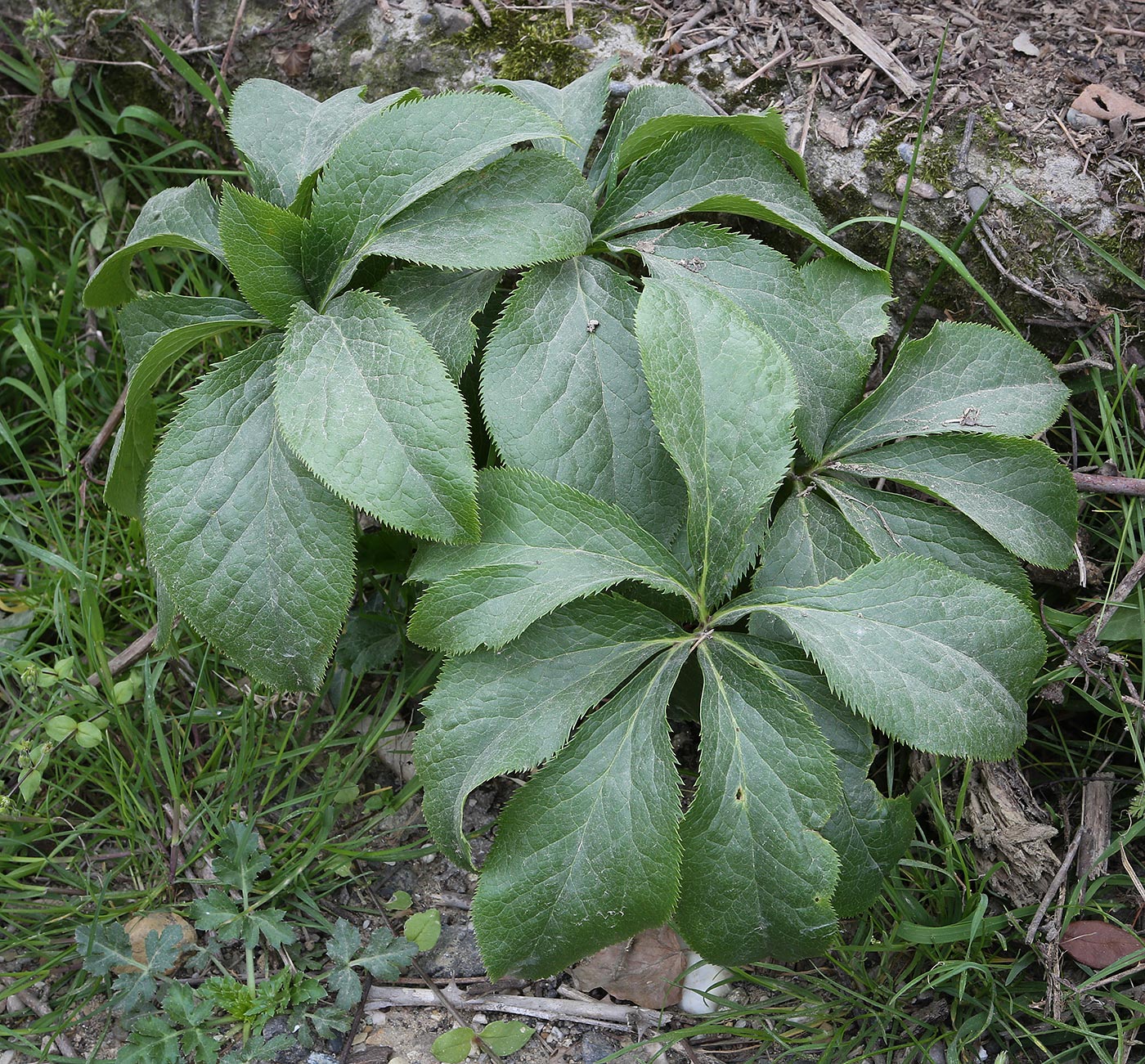 Image of Helleborus caucasicus specimen.