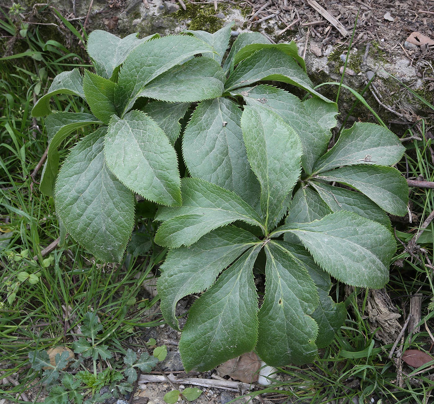 Изображение особи Helleborus caucasicus.