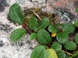 Salix reticulata